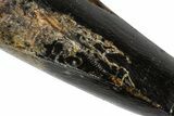 Tyrannosaur Tooth with Split Carina - Rare Pathology! #381206-2
